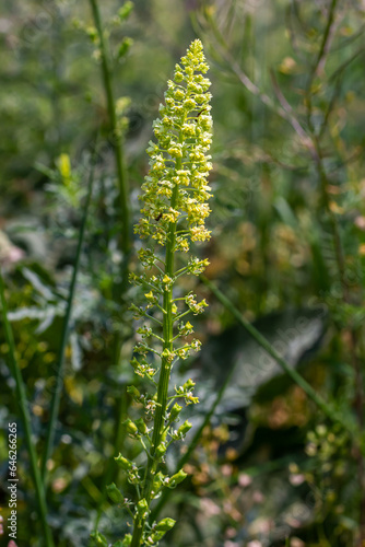 Selective focus of wild grass flower in meadow in spring, Reseda lutea or the yellow mignonette or wild mignonette is a species of fragrant herbaceous plant, Nature floral background © Oleh Marchak