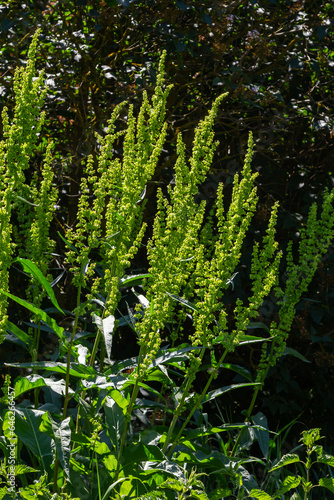 Part of a sorrel bush Rumex confertus growing in the wild with dry seeds on the stem photo