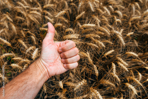 Closeup of farmer's hand gesturing thumbs up over cultivated wheat crop field