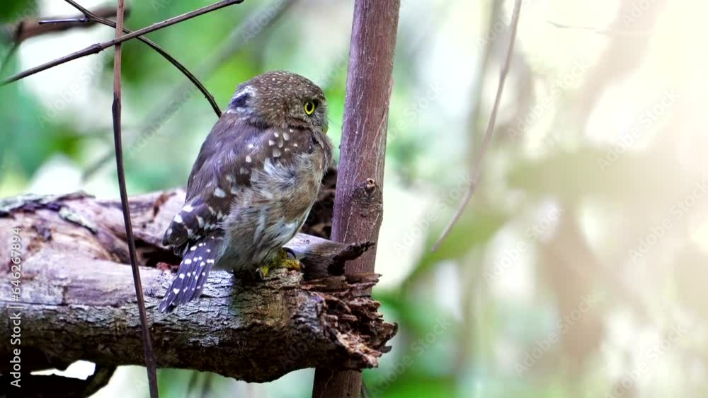Close shot of Ferruginous Pygmy-Owl | Guyana Close shot of Ferruginous Pygmy-Owl | Guyana