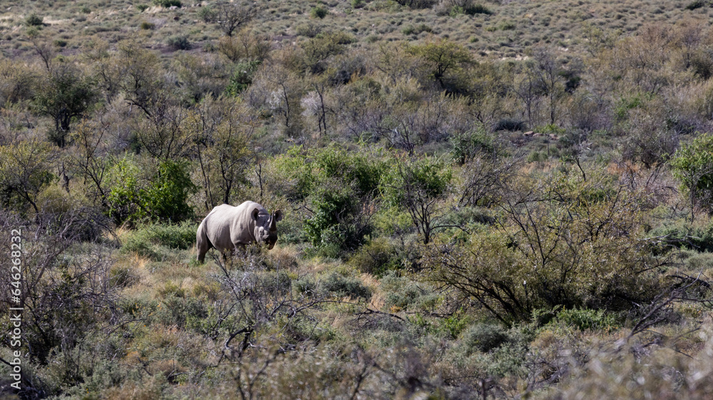 Obraz premium A black rhino in the distance at Karoo National Park.