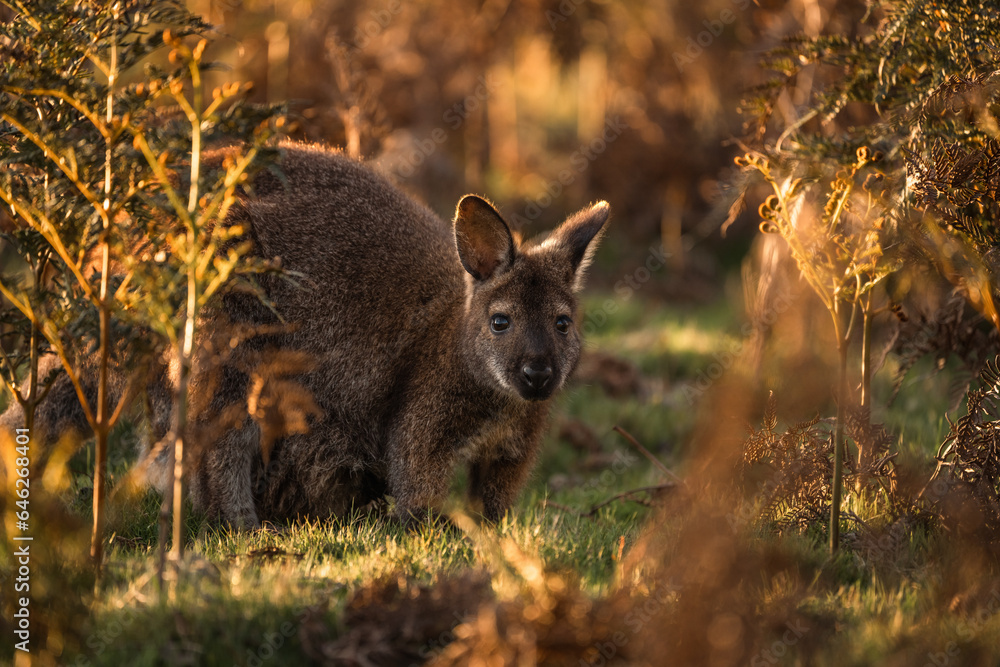 Fototapeta premium kangaroo in the grass