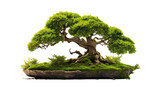 Tree trunk on moss covered ground, miniature bonsai tree on white transparent background