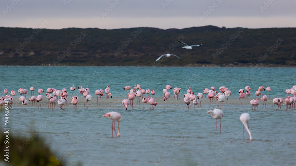Colourful flamingos in West Coast national park.