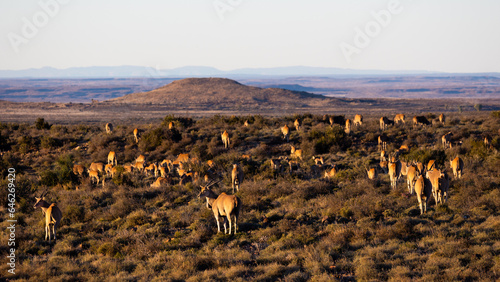 Quadro su tela A large herd of eland gathering during the golden hour in Karoo National Park