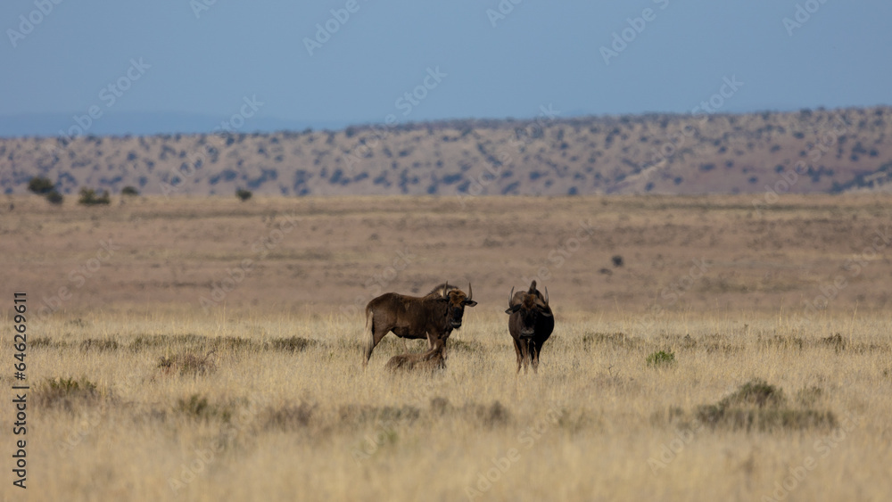 Black wildebeest roaminjg the open savanna in Mountain Zebra National Park.