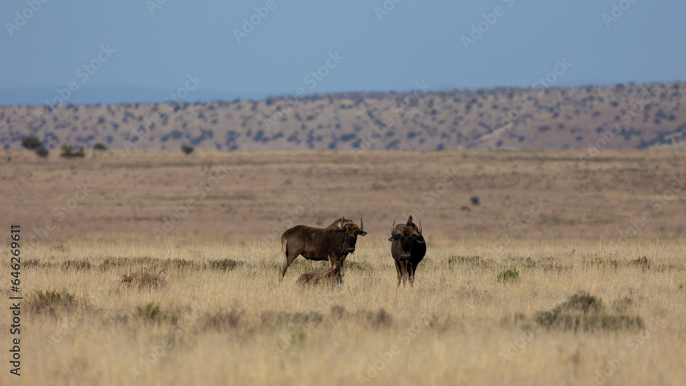 Black wildebeest roaminjg the open savanna in Mountain Zebra National Park. Black wildebeest roaminjg the open savanna in Mountain Zebra National Park.