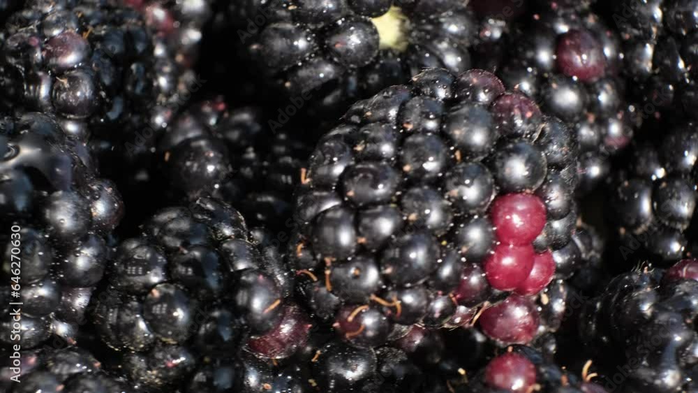 Capturing Essence of Freshness: close-up, slow-motion video showcases ripe blackberries rotating majestically, epitomizing the fresh produce ideal for culinary delights in fine-dining establishments Capturing Essence of Freshness: close-up, slow-motion video showcases ripe blackberries rotating majestically, epitomizing the fresh produce ideal for culinary delights in fine-dining establishments