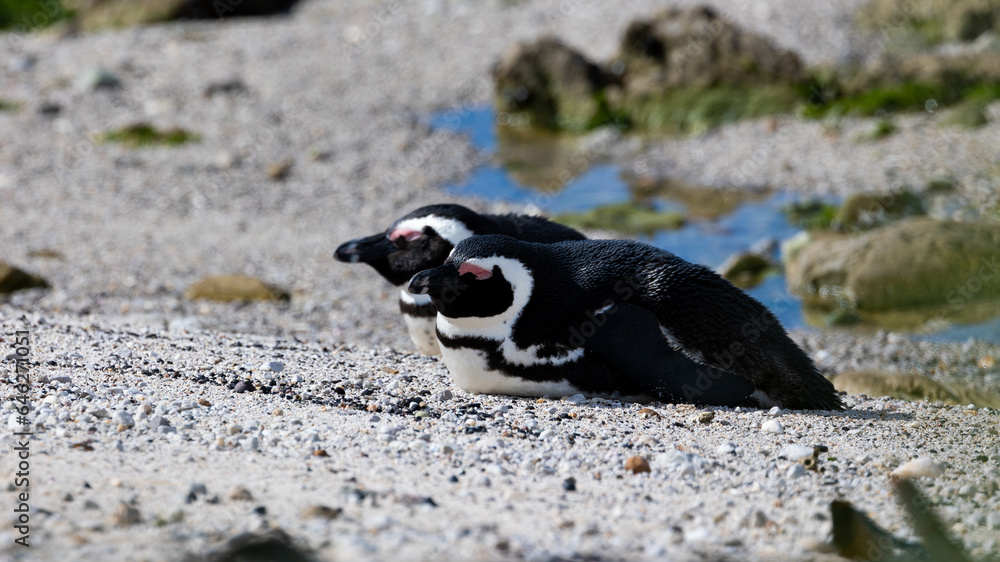 Fototapeta premium Two African penguins at stony point nature reserve 