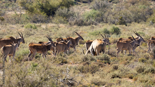 A large herd of eland antelopes in gaterhing Karoo National Park.