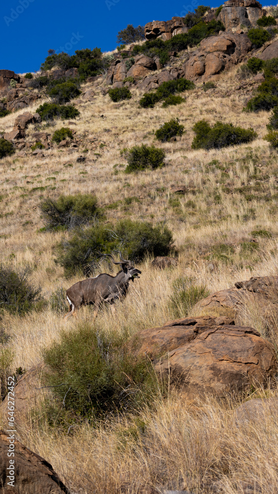 Kudu in Mountain Zebra National Park, Eastern Cape. Kudu in Mountain Zebra National Park, Eastern Cape.