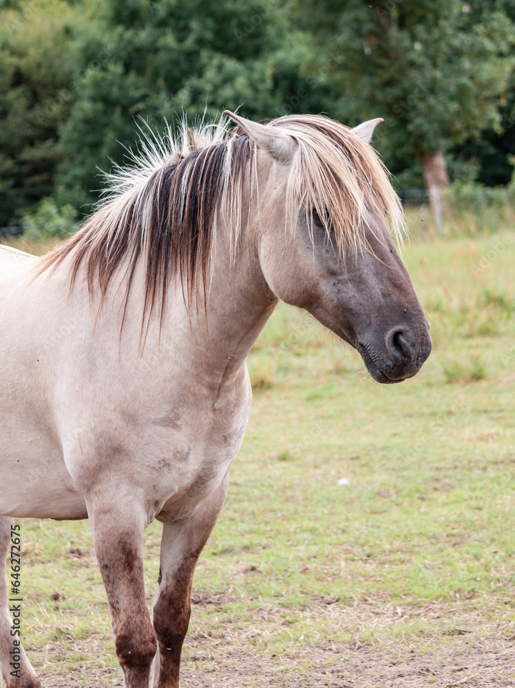 Obraz premium Portrait of a Konik horse