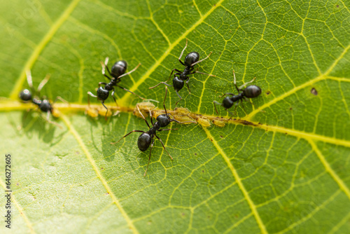 black ants with aphids on a green leaf. © studybos