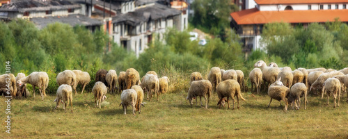 Summer town banner panorama of bulgarian all seasons resort Bansko, Bulgaria and sheeps flock © Nataliya