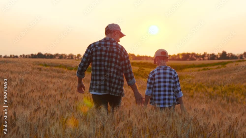 A farmer man walks with his son through ripe wheat at sunset. Father and son while harvesting grain in the field. Family agricultural business. A farmer man walks with his son through ripe wheat at sunset. Father and son while harvesting grain in the field. Family agricultural business.