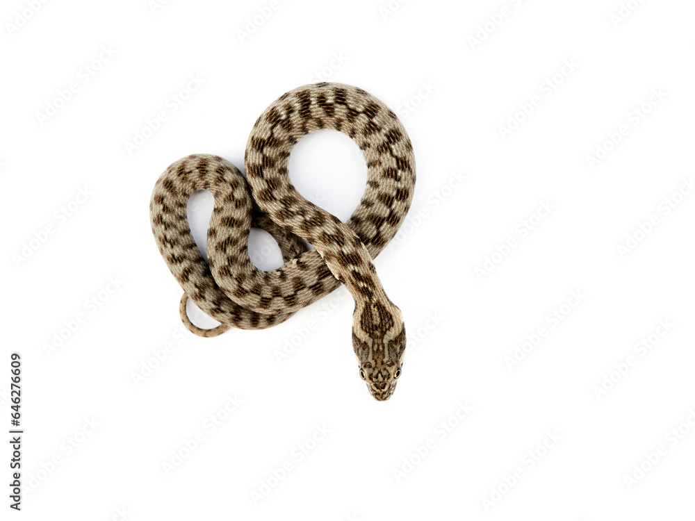 Snake on a white background. Viperine Snake. Natrix maura Snake on a white background. Viperine Snake. Natrix maura