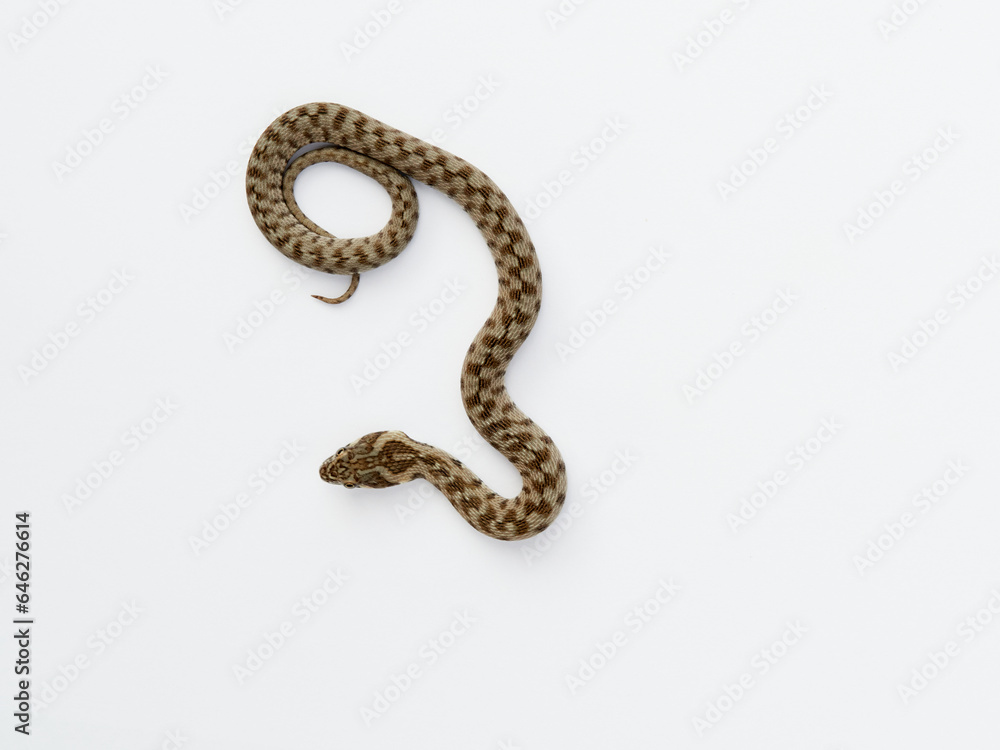 Snake on a white background. Viperine Snake. Natrix maura Snake on a white background. Viperine Snake. Natrix maura