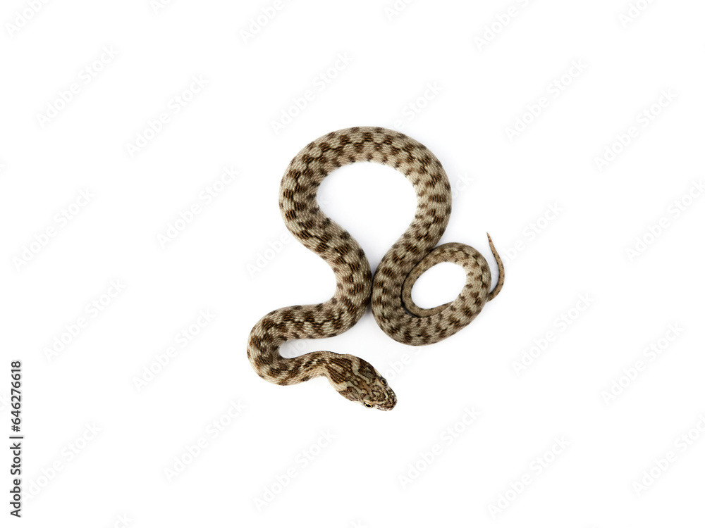 Snake on a white background. Viperine Snake. Natrix maura Snake on a white background. Viperine Snake. Natrix maura