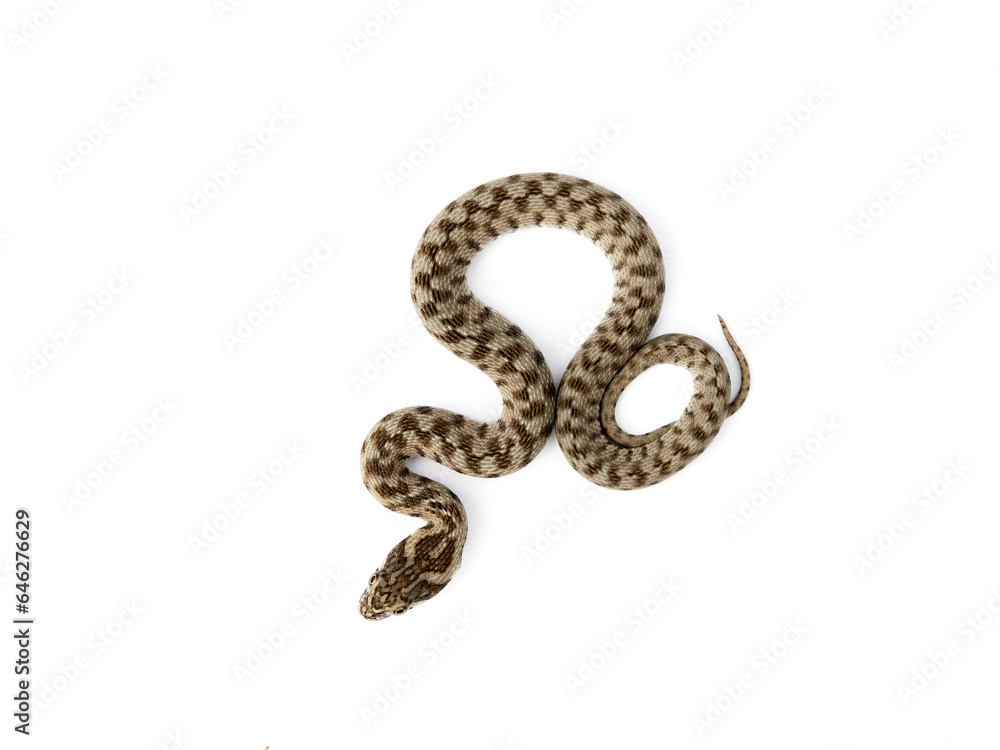 Obraz premium Snake on a white background. Viperine Snake. Natrix maura