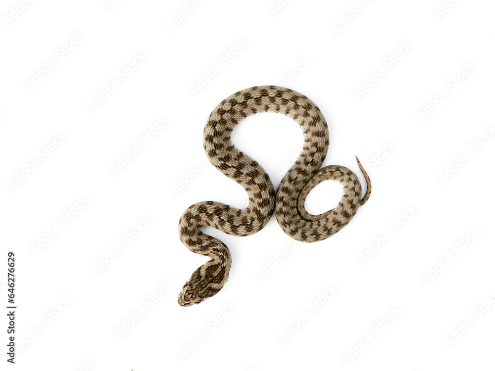 Snake on a white background. Viperine Snake. Natrix maura Snake on a white background. Viperine Snake. Natrix maura
