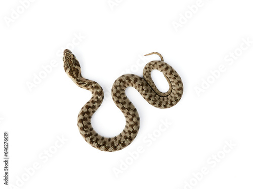 Snake on a white background. Viperine Snake. Natrix maura