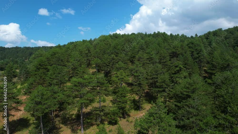 Panoramic pine tree forest with green foliage, blue sky and white clouds on mountains, nature background Panoramic pine tree forest with green foliage, blue sky and white clouds on mountains, nature background