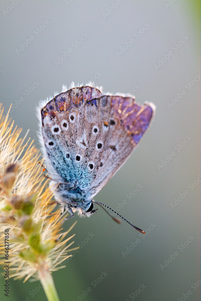 Fototapeta premium European Common Blue Butterfly (Polyommatus icarus), beautiful colored partially open underwings butterfly, in grass on sunny summer day, macro close up
