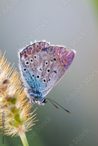 European Common Blue Butterfly (Polyommatus icarus), beautiful colored partially open underwings butterfly, in grass on sunny summer day, macro close up