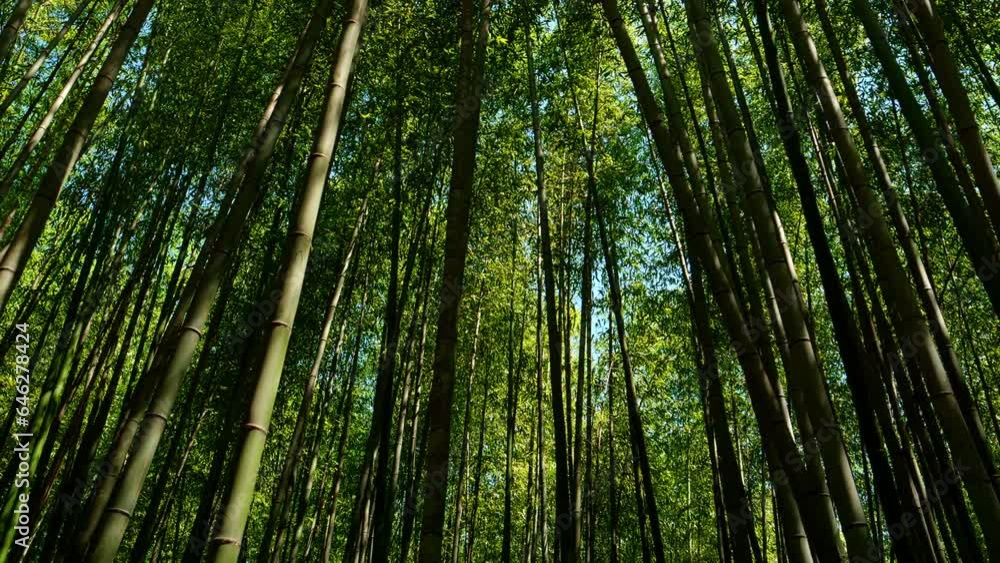 Beautiful view of walking in a bamboo forest, Arashiyama in Kyoto in Japan, Lens flare Beautiful view of walking in a bamboo forest, Arashiyama in Kyoto in Japan, Lens flare
