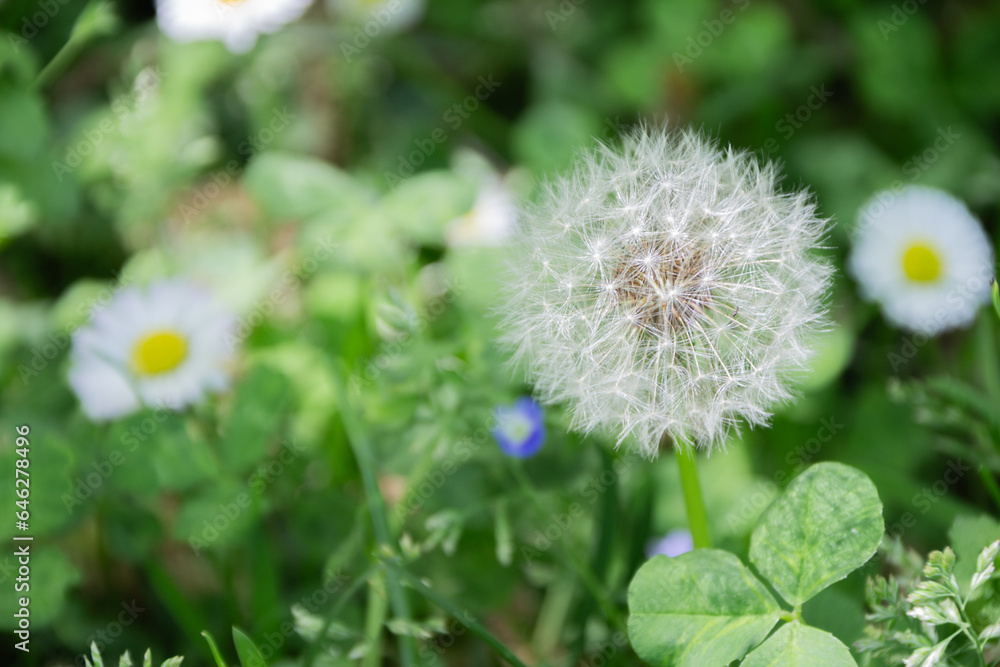 Ephemeral Complete Dandelion Beauty in a Tranquil Meadow Ephemeral Complete Dandelion Beauty in a Tranquil Meadow