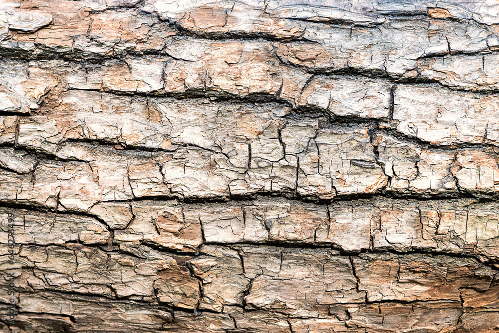Natural wooden background. The bark of a large tree Natural wooden background. The bark of a large tree