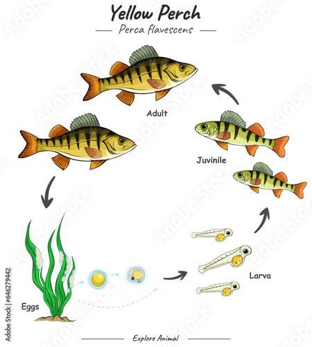 Yellow perch life cycle or fish life cycle.