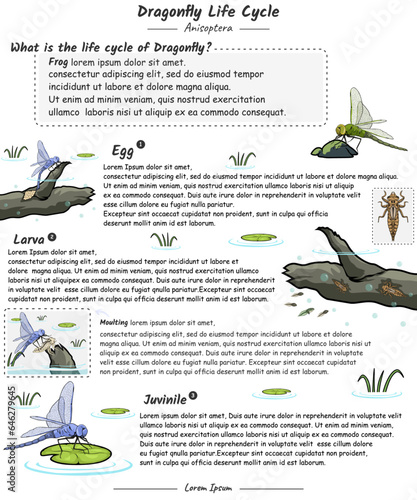 Dragonfly life cycle with explanation template