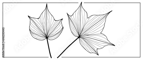 Black outline of delicate leaves on a white background. Leaves for coloring  decoration  creating various designs and patterns. Hand drawn drawing of two leaves.