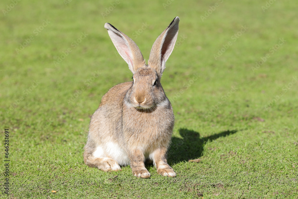 Fototapeta premium European rabbit, Common rabbit, Bunny, Oryctolagus cuniculus sitting on a meadow