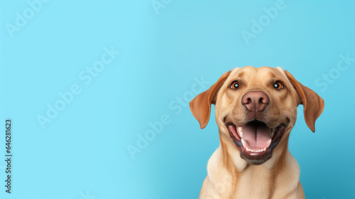 a happy dog       on a color background