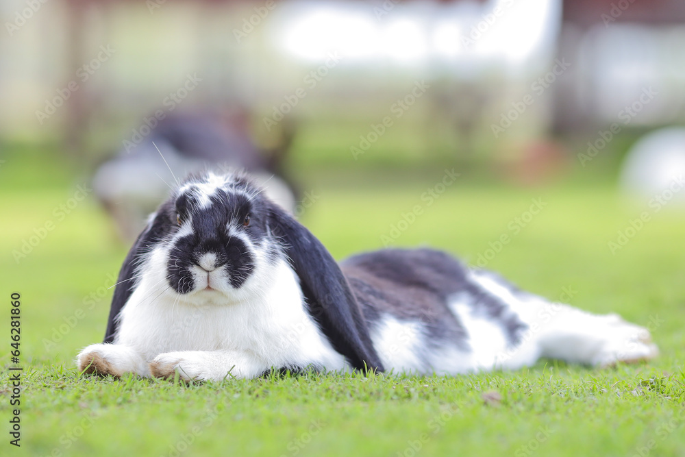 European rabbit, Common rabbit, Bunny, Oryctolagus cuniculus sitting on a meadow