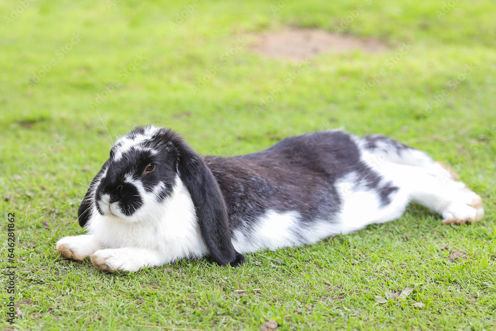 European rabbit, Common rabbit, Bunny, Oryctolagus cuniculus sitting on a meadow European rabbit, Common rabbit, Bunny, Oryctolagus cuniculus sitting on a meadow