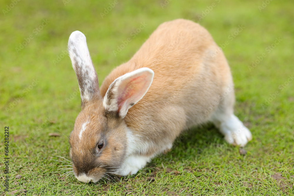 European rabbit, Common rabbit, Bunny, Oryctolagus cuniculus sitting on a meadow European rabbit, Common rabbit, Bunny, Oryctolagus cuniculus sitting on a meadow