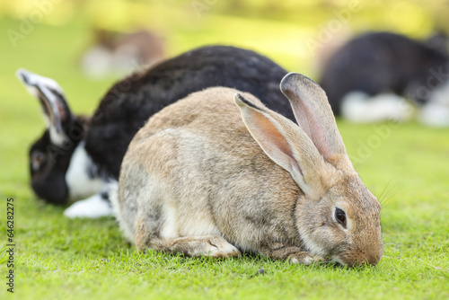 European rabbit, Common rabbit, Bunny, Oryctolagus cuniculus sitting on a meadow