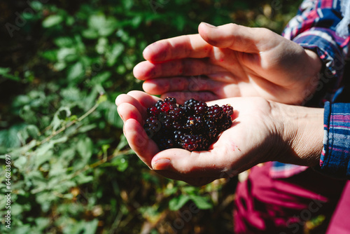Hands of senior woman with blackberries in forest photo
