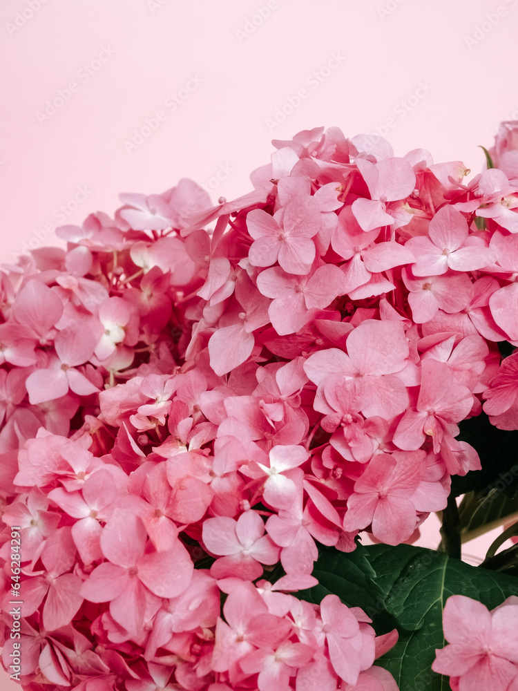 Pink hydrangea flowers on pink background close up Pink hydrangea flowers on pink background close up
