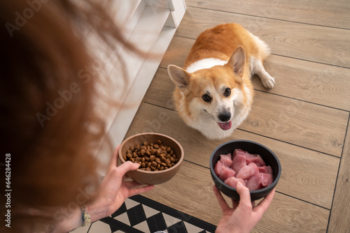 Woman giving chicken and dog food to Welsh Corgi in kitchen