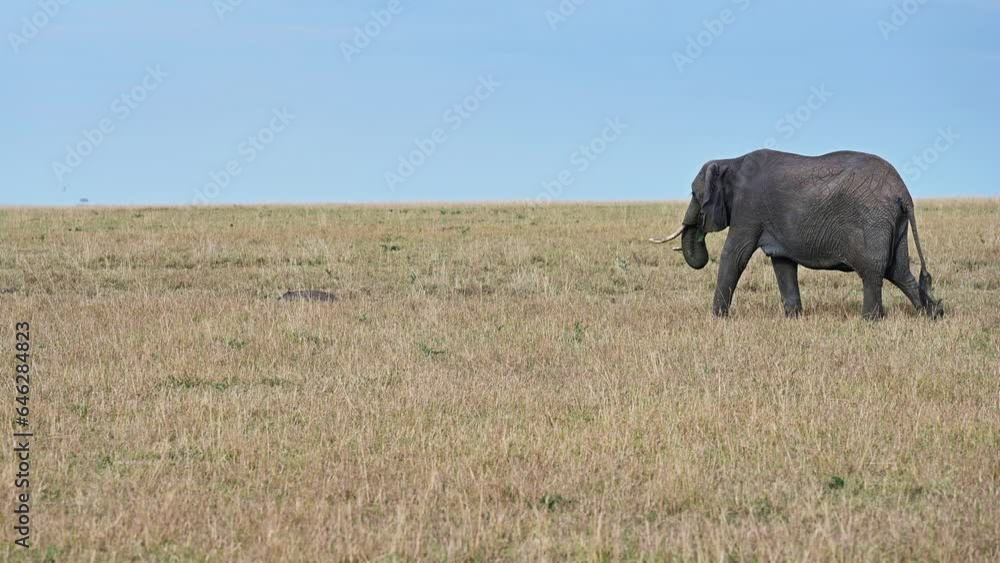 Wild African elephant walking in a savannah in a natural environment. Kenya
Wild African elephant walking in a savannah in a natural environment. Kenya