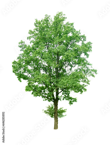 Green oak tree isolated on a white background.