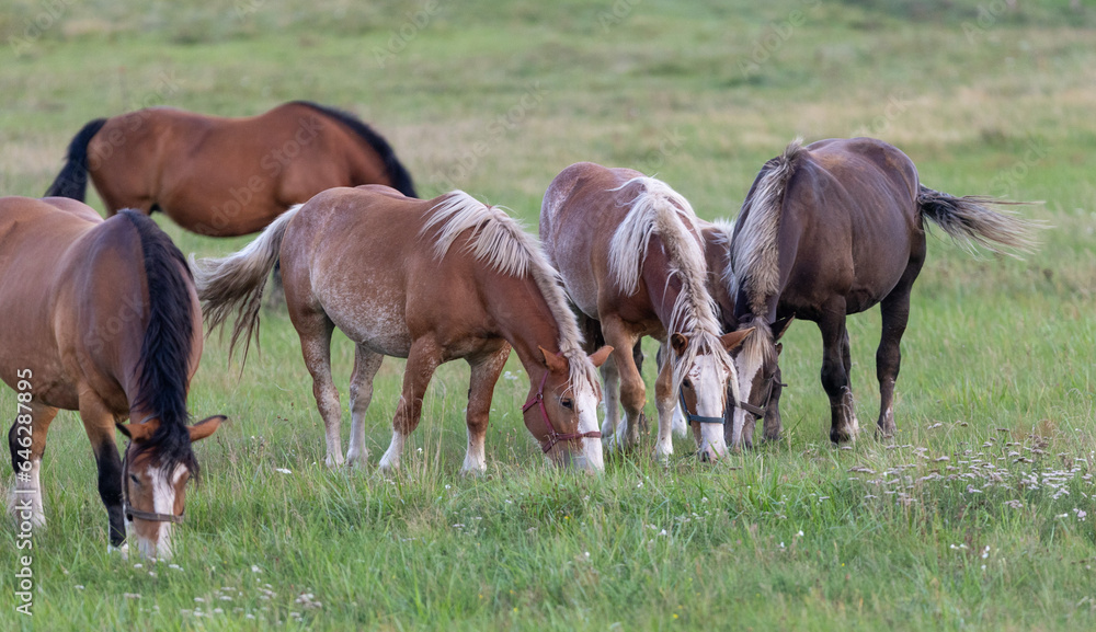 Group of horses eating grass in field Group of horses eating grass in field