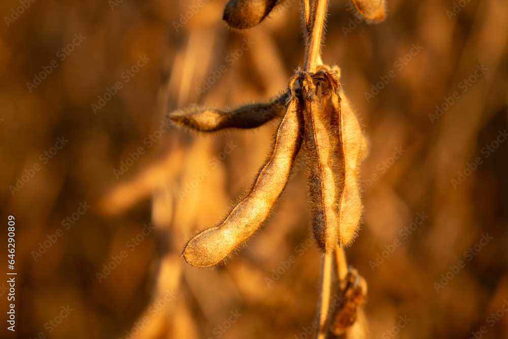 Golden soybean plants