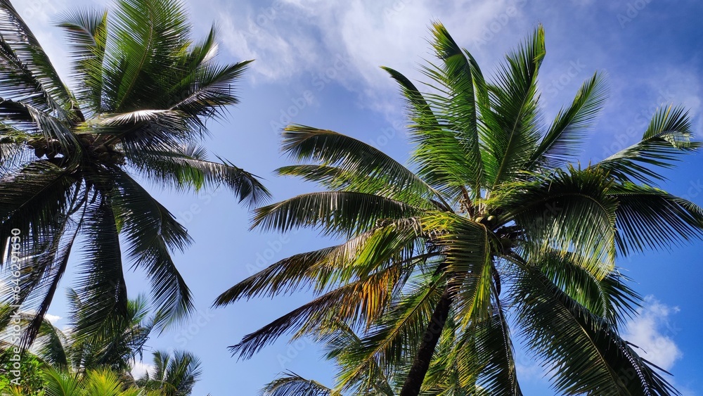 coconut trees against sky