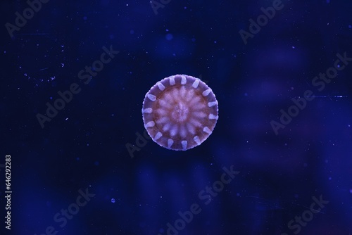 underwater photography of beautiful upside down jellyfish cassiopeia andromeda