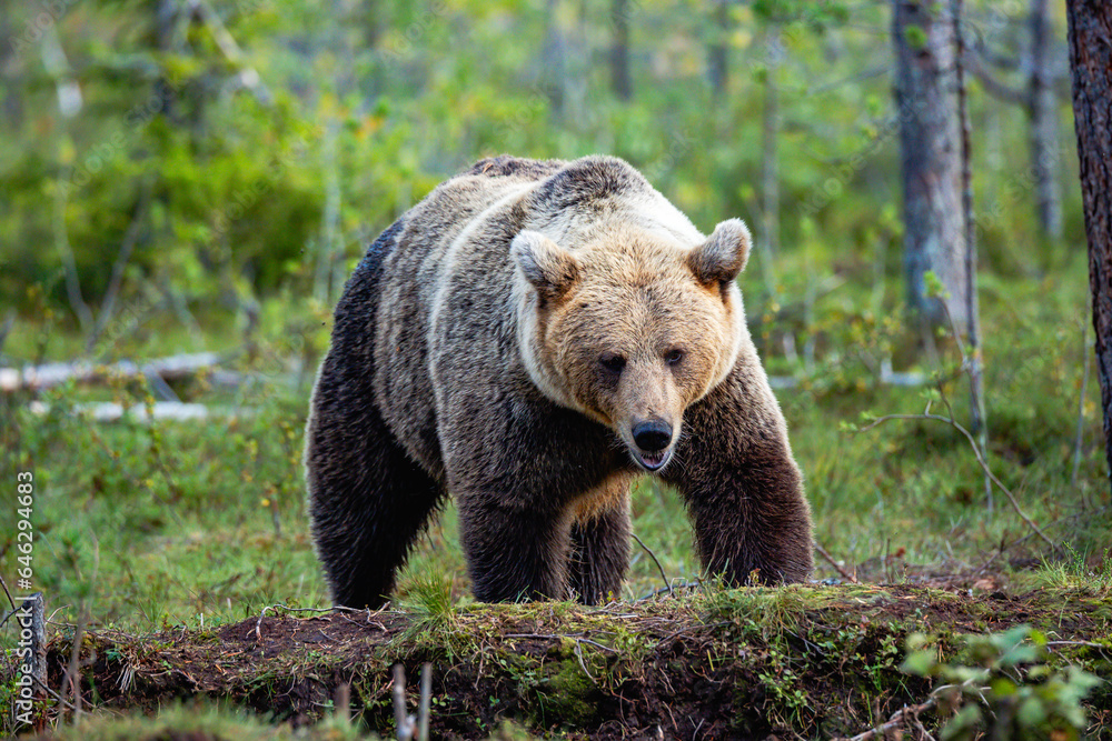Obraz premium brown bear in the forest